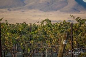 Row of grapes at Lightning Ridge
